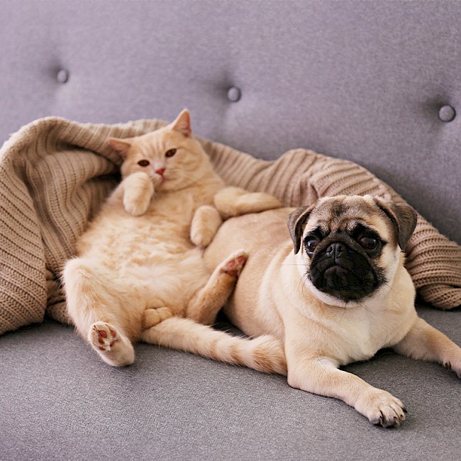 louer_luxembourg_chien_chat.jpg