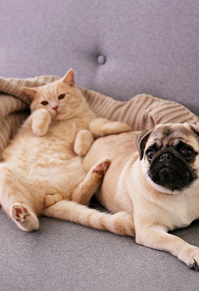 louer_luxembourg_chien_chat.jpg